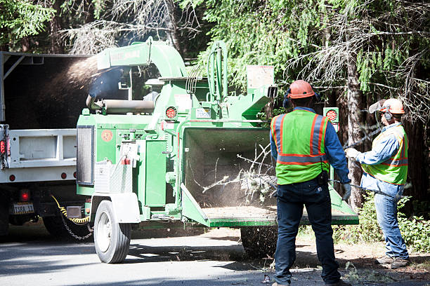 Best Leaf Removal  in Roseville, MI